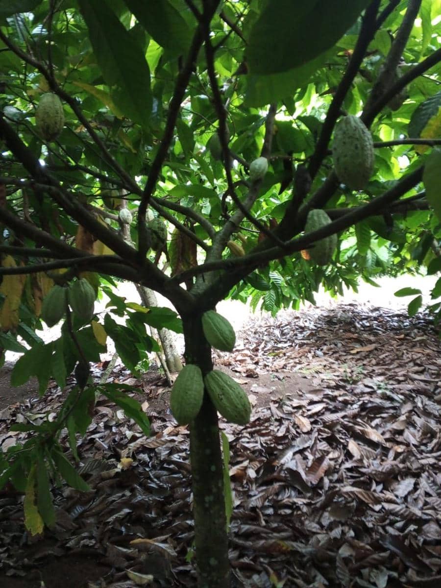 Tanaman coklat (Dok.IDNTimes/Istimewa)