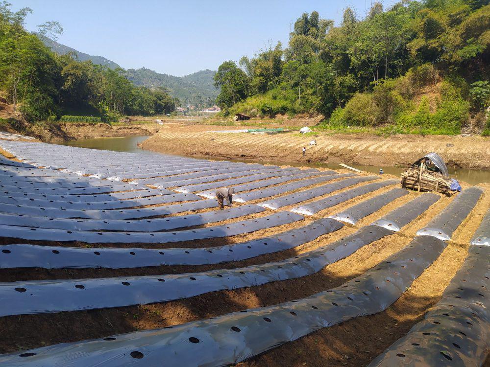 Berkah Kemarau, Ijip Ketiban Rezeki di Tengah Surutnya Sungai Cibitung