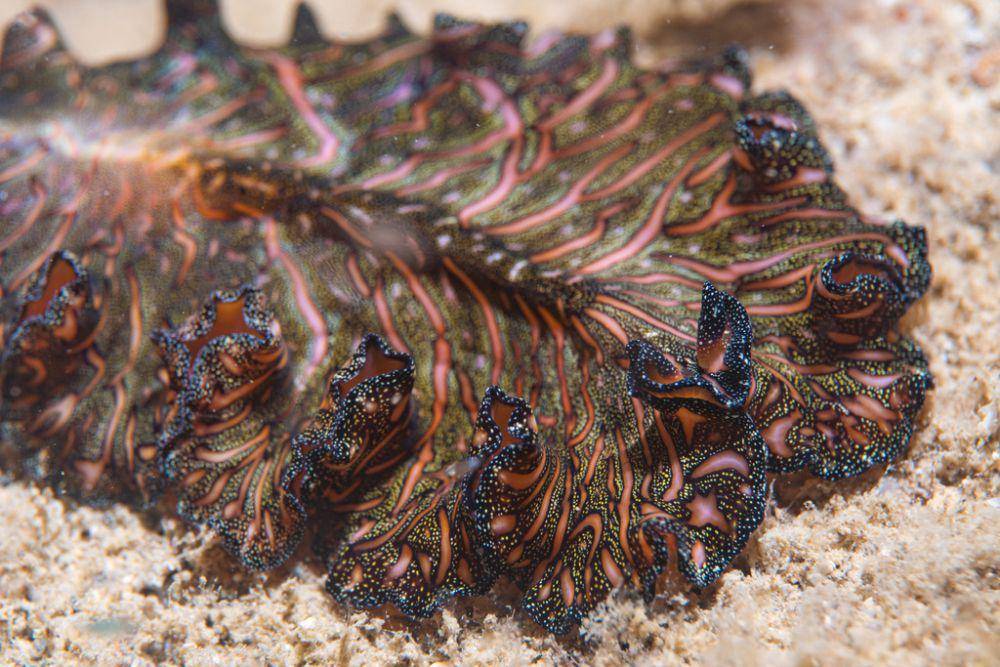 Cacing pipih karpet persia (inaturalist.org/Damien Brouste)