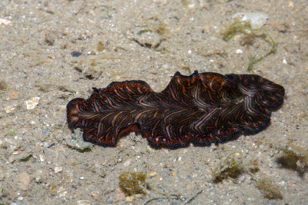 Cacing pipih karpet persia (inaturalist.org/budak)