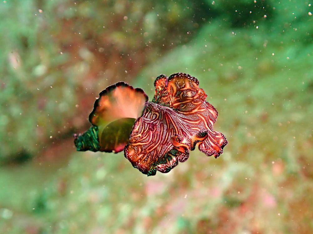 Cacing pipih karpet persia (inaturalist.org/Josy Lai)