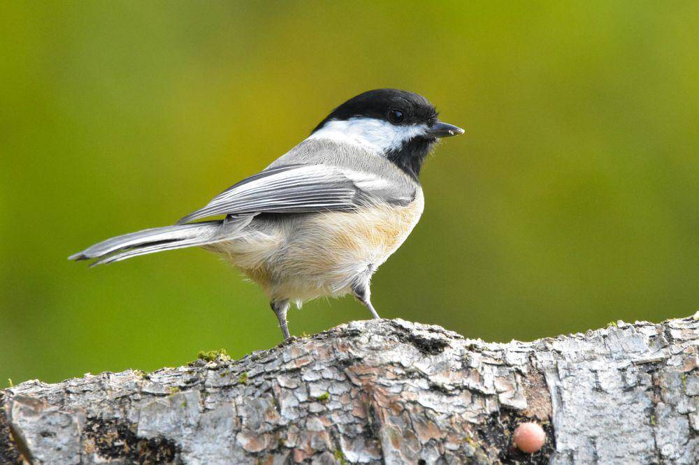 Black-capped chickadee (pixabay.com/Jack Bulmer)