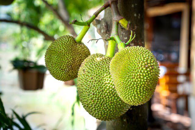 ilustrasi buah sukun (pexels.com/Quang Nguyen Vinh)