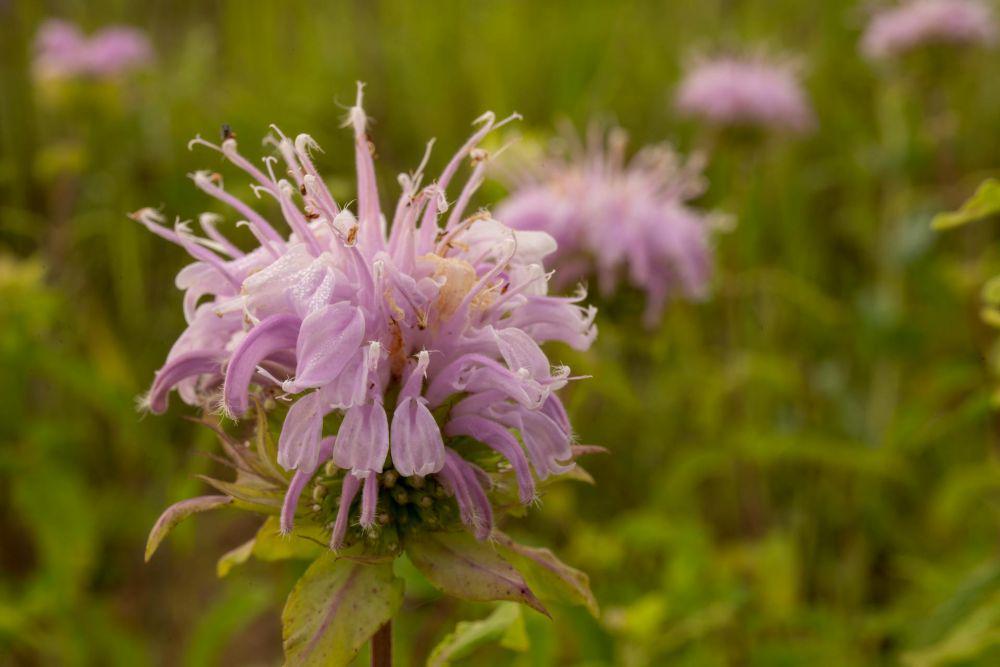 bee balm (pexels.com/Tom Fisk)