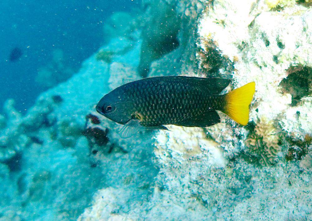 ilustrasi Pomacentrus philippinus (commons.wikimedia.org/Frédéric Ducarme)