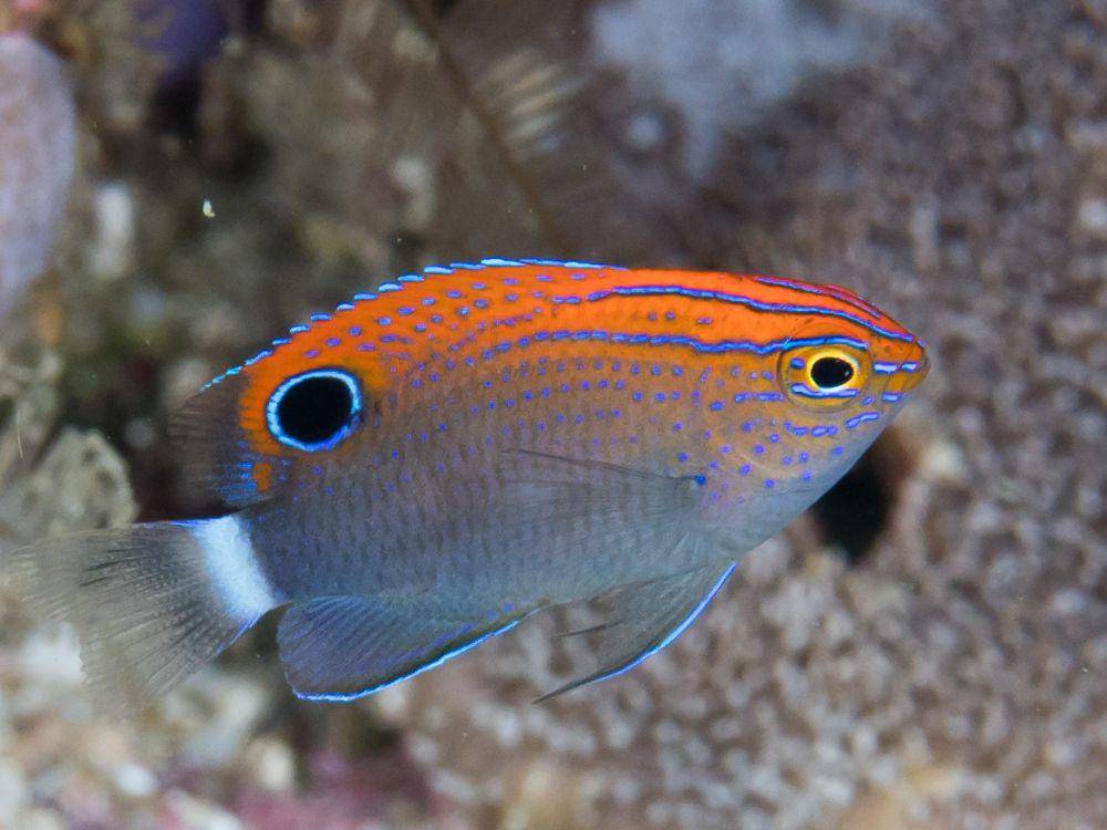 ilustrasi Pomacentrus bankanensis (commons.wikimedia.org/Rickard Zerpe)