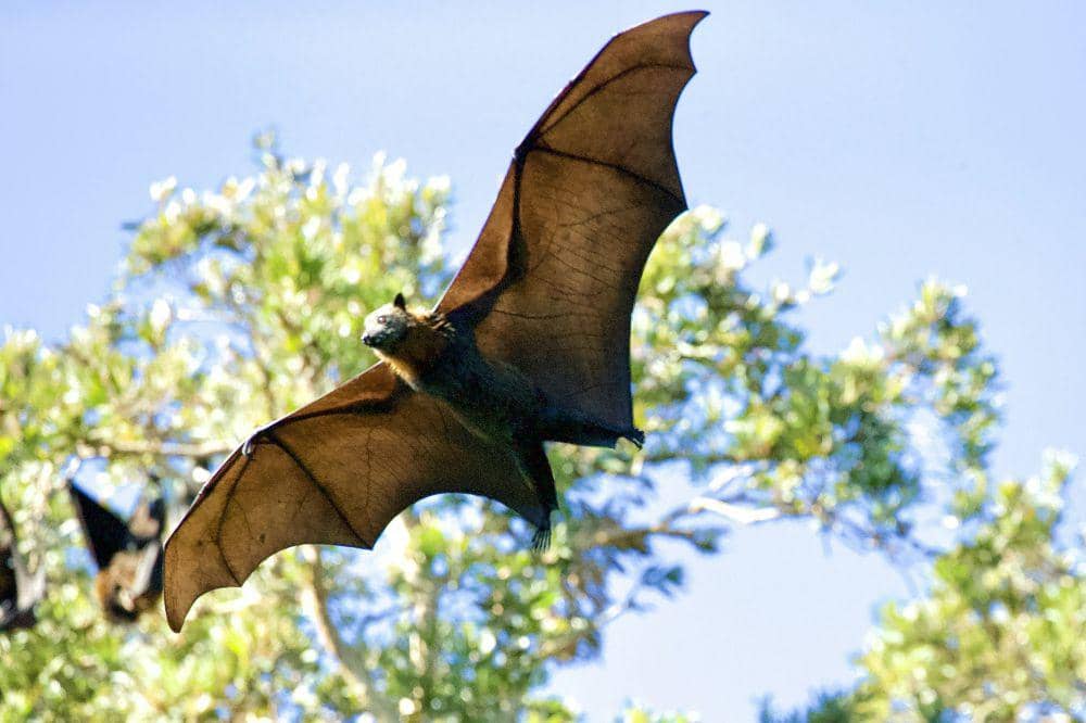Hewan Berevolusi Berbeda di Habitat Serupa | IDN Times