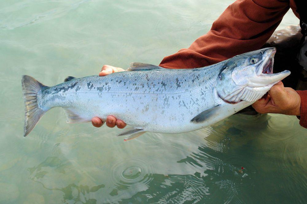 4 Fakta Menarik dari Ikan Salmon, Punya Kebiasaan Migrasi