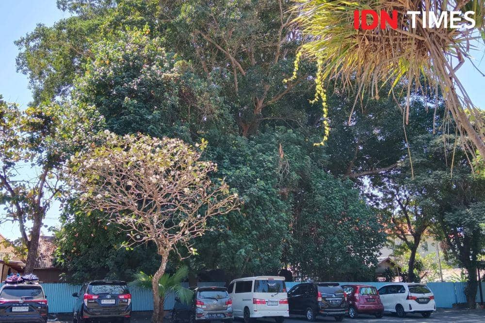 RTH dan Pohon Tua Area Hotel di Bali Perlu Dipertahankan