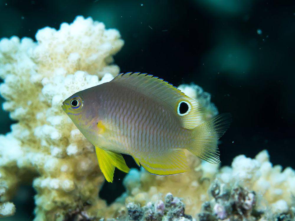 ilustrasi Pomacentrus amboinensis (commons.wikimedia.org/Rickard Zerpe)