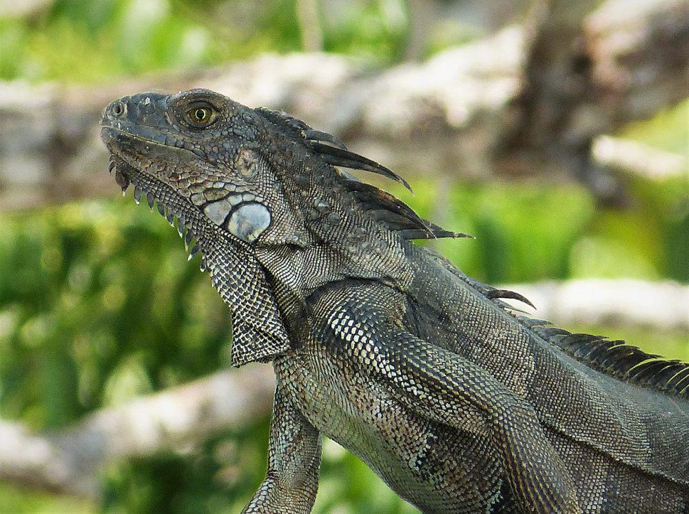 5 Spesies Iguana dari Genus Ctenosaura yang Berasal dari Meksiko