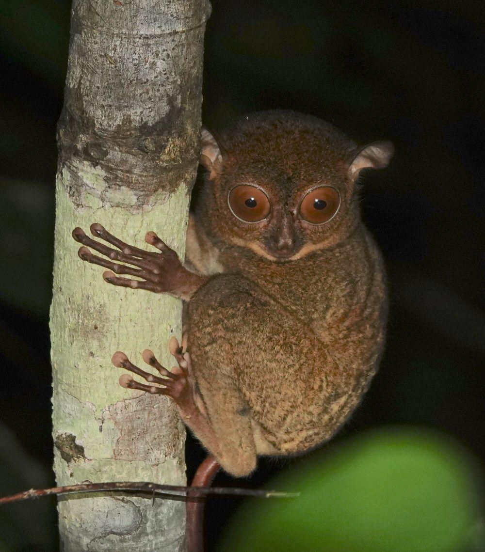 Krabuku ingkat (commons.m.wikimedia.org/desertnaturalist)