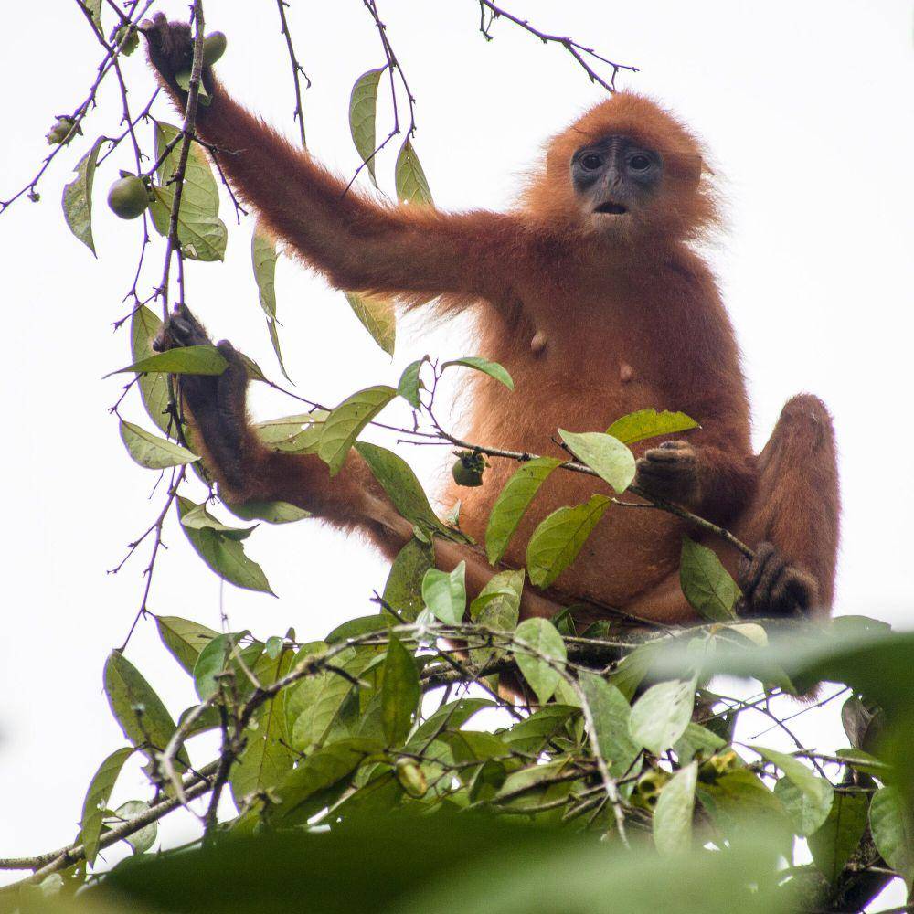 Lutung merah (commons.m.wikimedia.org/Mike Prince)