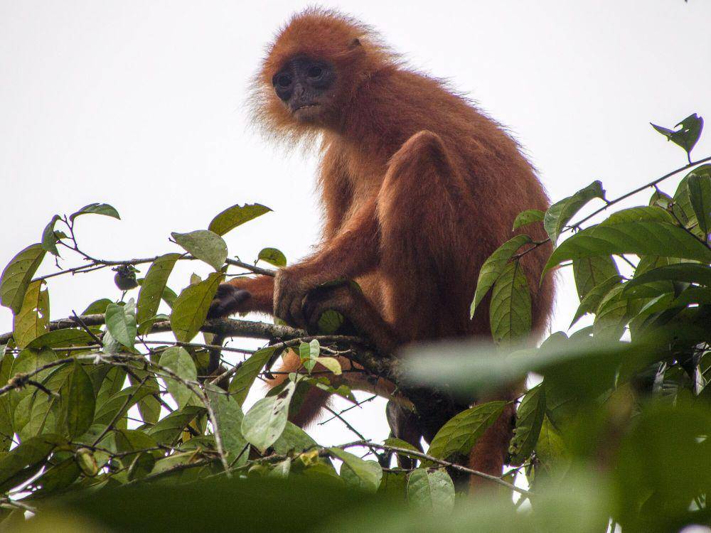 Lutung merah (commons.m.wikimedia.org/Mike Prince)