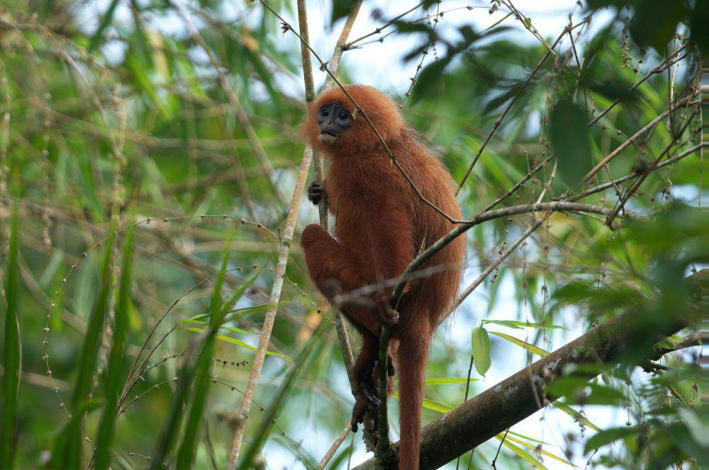 Lutung merah (commons.m.wikimedia.org/Samuel Lee)