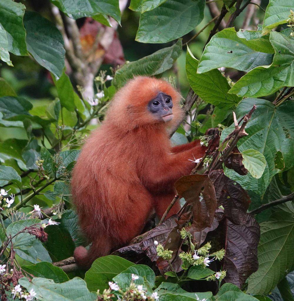 Lutung merah (commons.m.wikimedia.org/desertnaturalist)