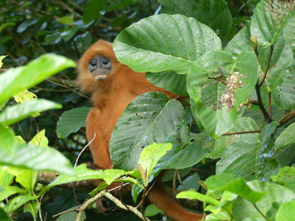 Lutung merah (commons.m.wikimedia.org/Daniel Z)