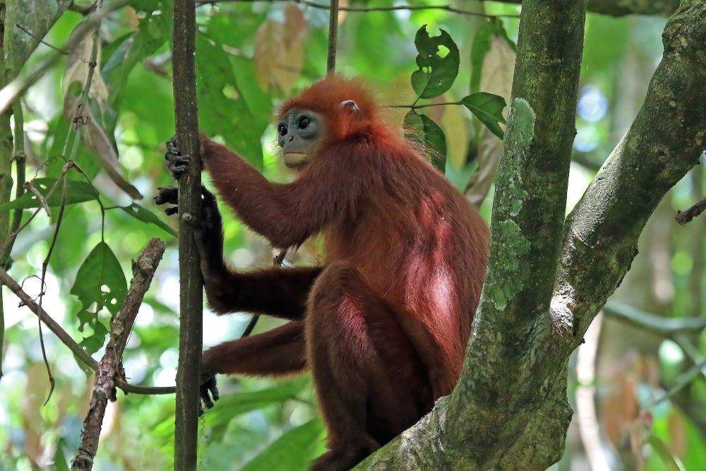 Lutung merah (commons.m.wikimedia.org/Charles J. Sharp)