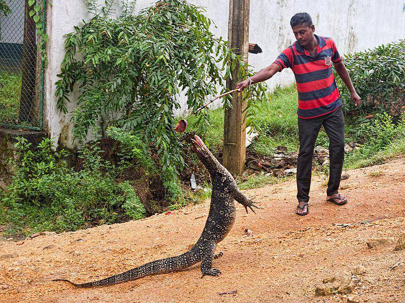 contoh interaksi berbahaya antara manusia dan biawak yang tentunya tidak untuk ditiru (commons.wikimedia.org/Dan Lundberg)