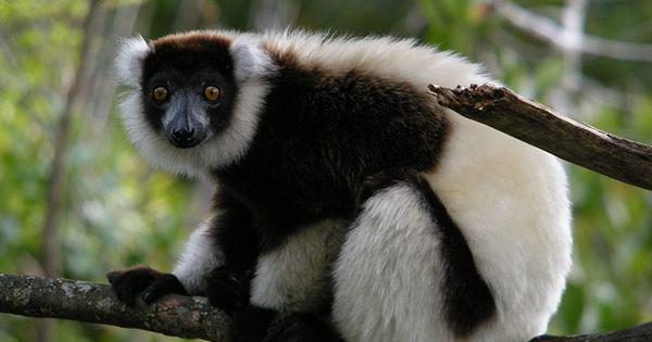 5 Fakta Black and White Ruffed Lemur, Gemar Makan Buah-buahan!