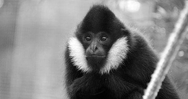 White cheeked gibbon (commons.wikimedia.org/Eric Kilby)