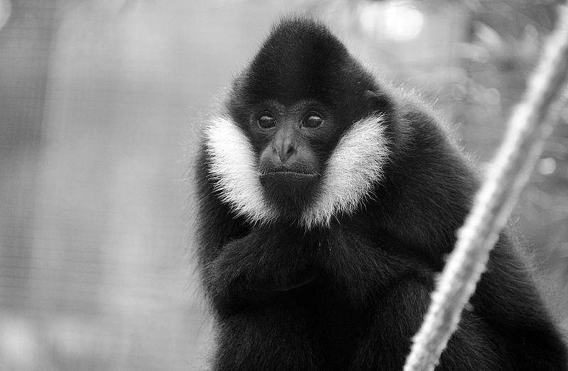 White cheeked gibbon (commons.wikimedia.org/Eric Kilby)