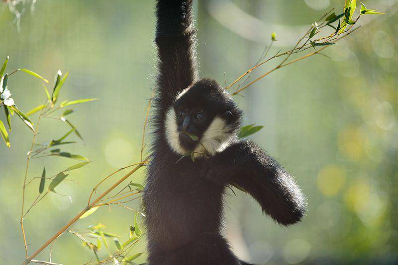 White cheeked gibbon (commons.wikimedia.org/Eric Kilby)
