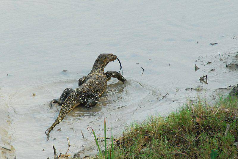 potret seekor biawak di sekitar aliran irigasi manusia (commons.wikimedia.org/Sayamindu Dasgupta)