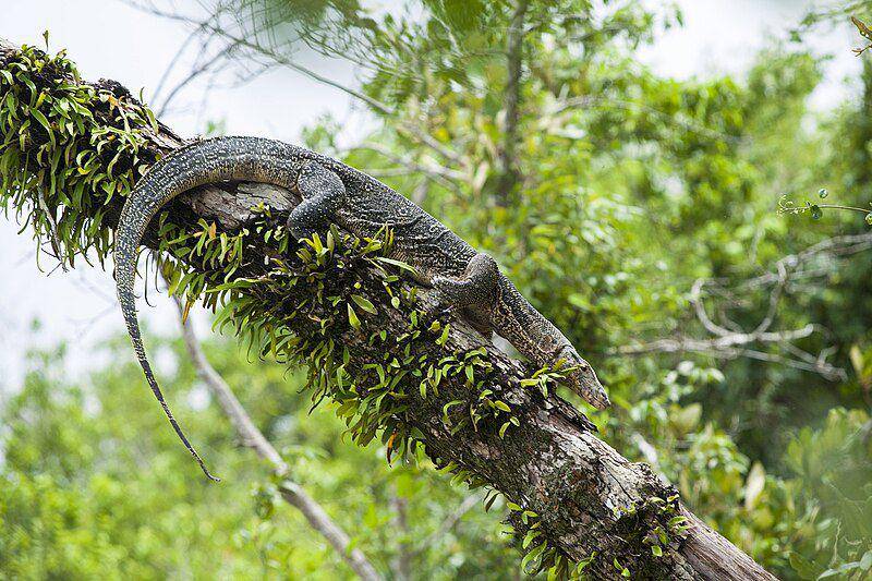Terlepas penampilannya, sebenarnya biawak termasuk reptil yang ahli memanjat. (commons.wikimedia.org/AKM Emdadul Islam Bitu)