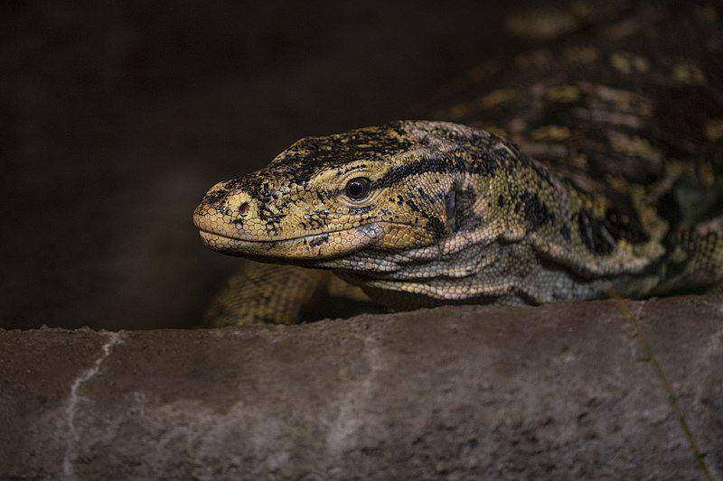 Biawak memiliki gigi yang sangat tajam dan memiliki banyak bakteri pada air liurnya. (commons.wikimedia.org/Mira Meijer)