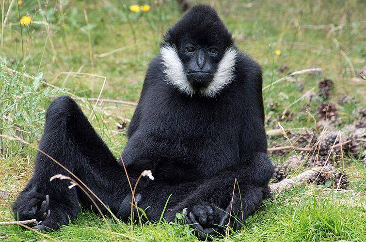 White cheeked gibbon (commons.wikimedia.org/Thomasz Baranowski)
