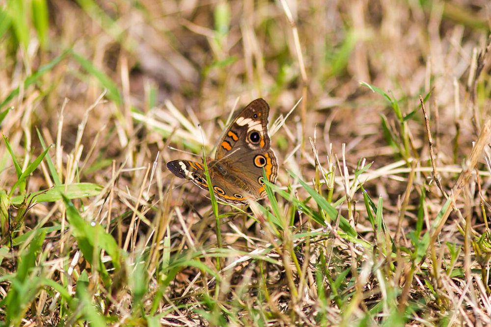kupu-kupu buckeye (commons.wikimedia.org/Melissa McMasters)