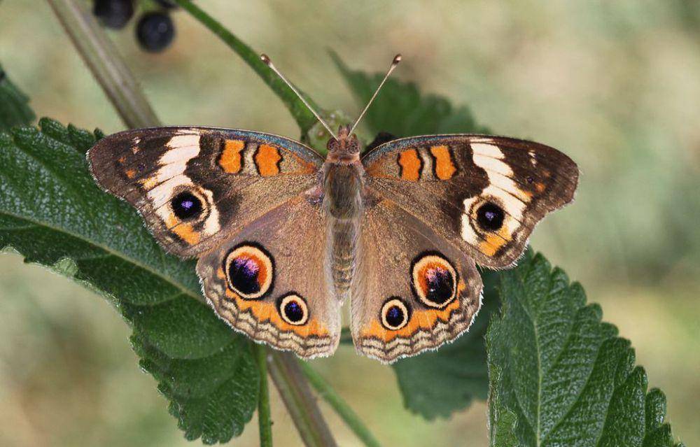 kupu-kupu buckeye (commons.wikimedia.org/John Flannery)