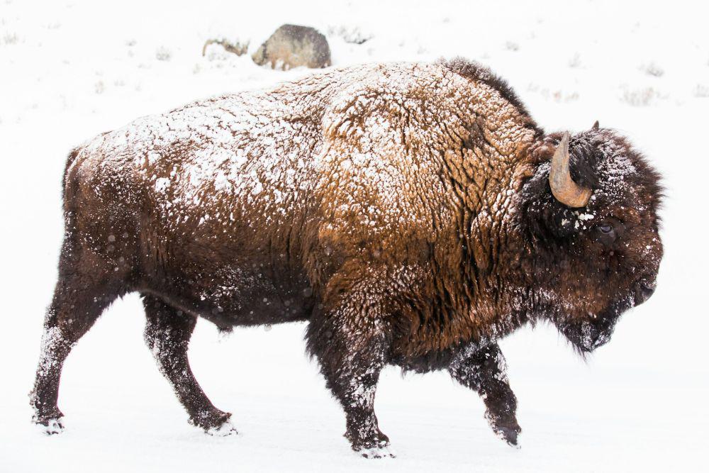 Bison amerika mampu bertahan di cuaca ekstrem (unsplash.com/Daniel Lloyd Blunk-Fernández)