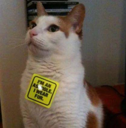 potret lucu stiker menempel di kucing (reddit.com/phoenixvc)