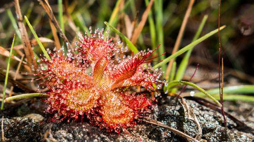 ilustrasi Drosera Sessilifolia (inaturalist.org/jpdandretta)
