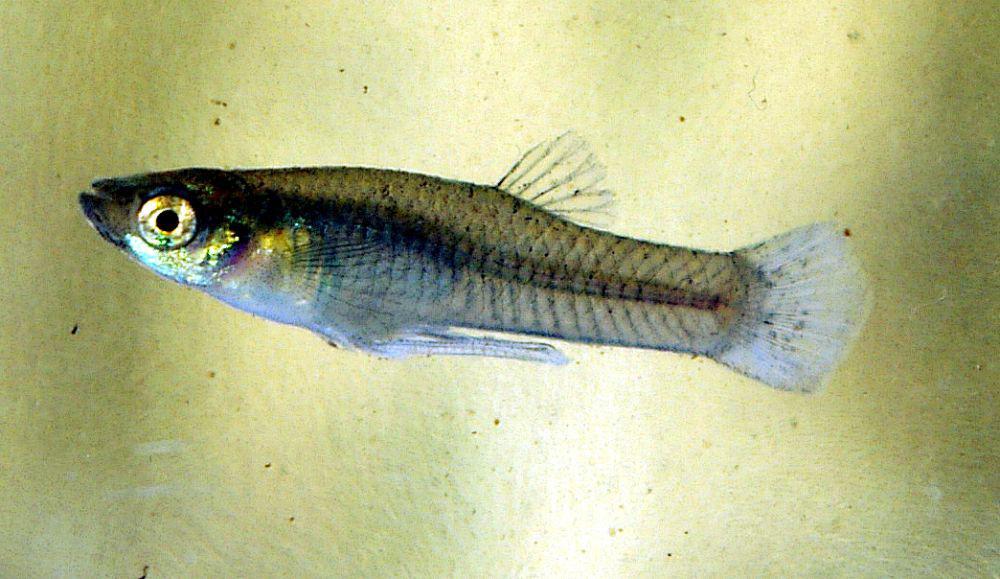 Gambusia affinis (Wikimedia Commons/NOZO)