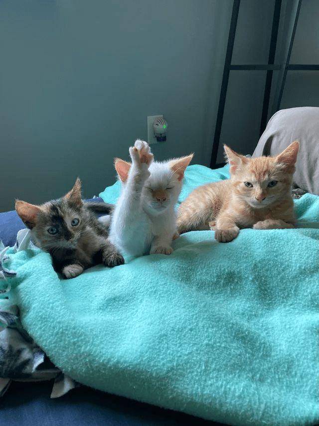 potret lucu tiga anak kucing beda warna (x.com/PunchingCat)