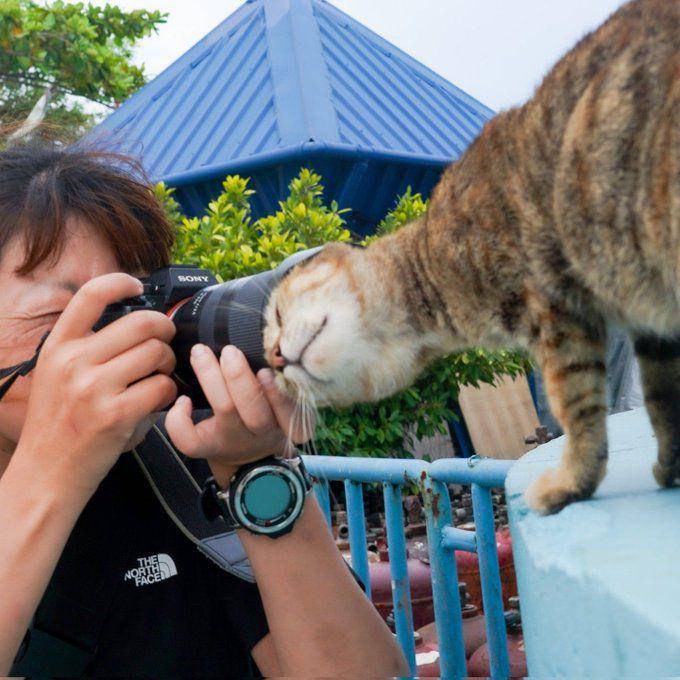 momen lucu fotografer dan kucing (x.com/ShouldHaveCat)