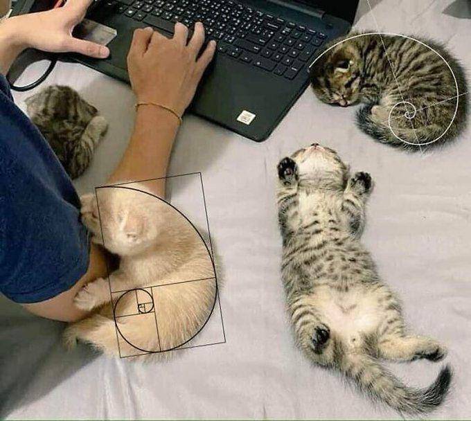 potret kucing meringkuk membentuk golden ratio (x.com/PunchingCat)