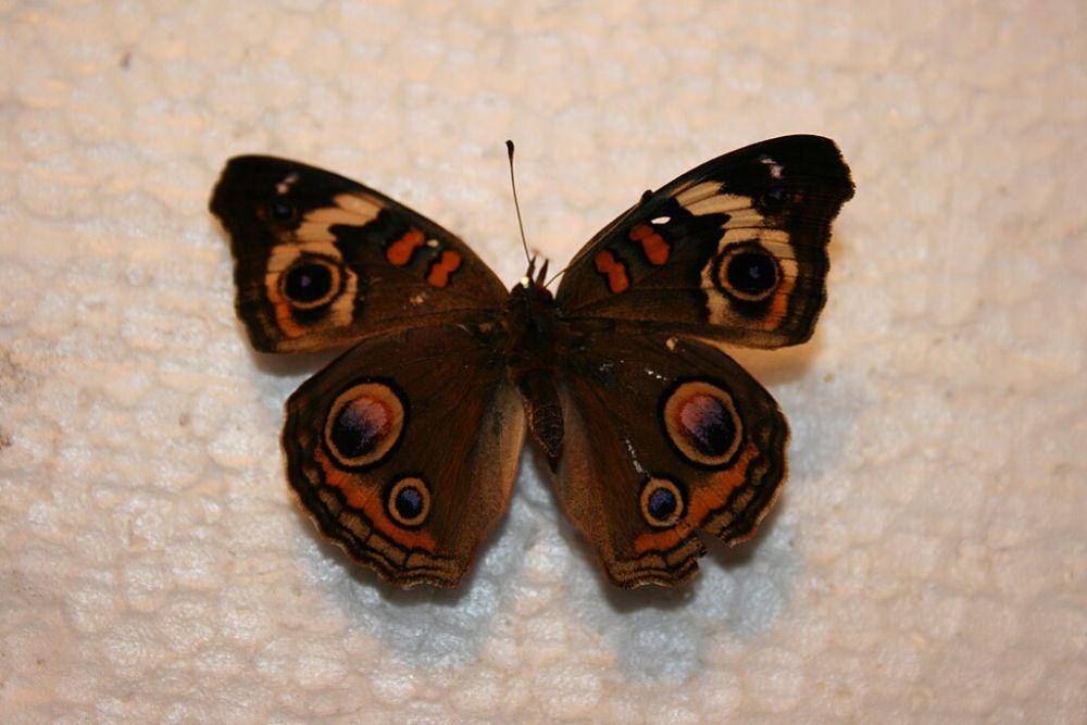 kupu-kupu buckeye (commons.wikimedia.org/IvanTortuga)