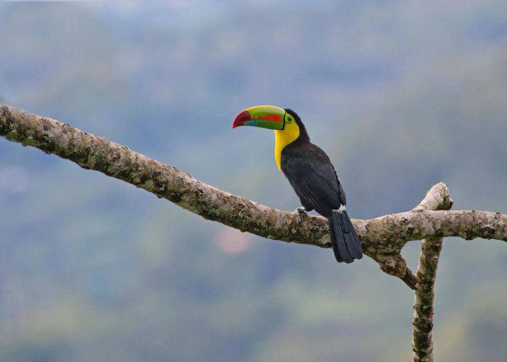 ilustrasi burung toucan (flickr.com/Andy Wraithmell)