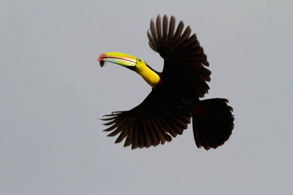 ilustrasi burung toucan (flickr.com/Brian Gratwicke)