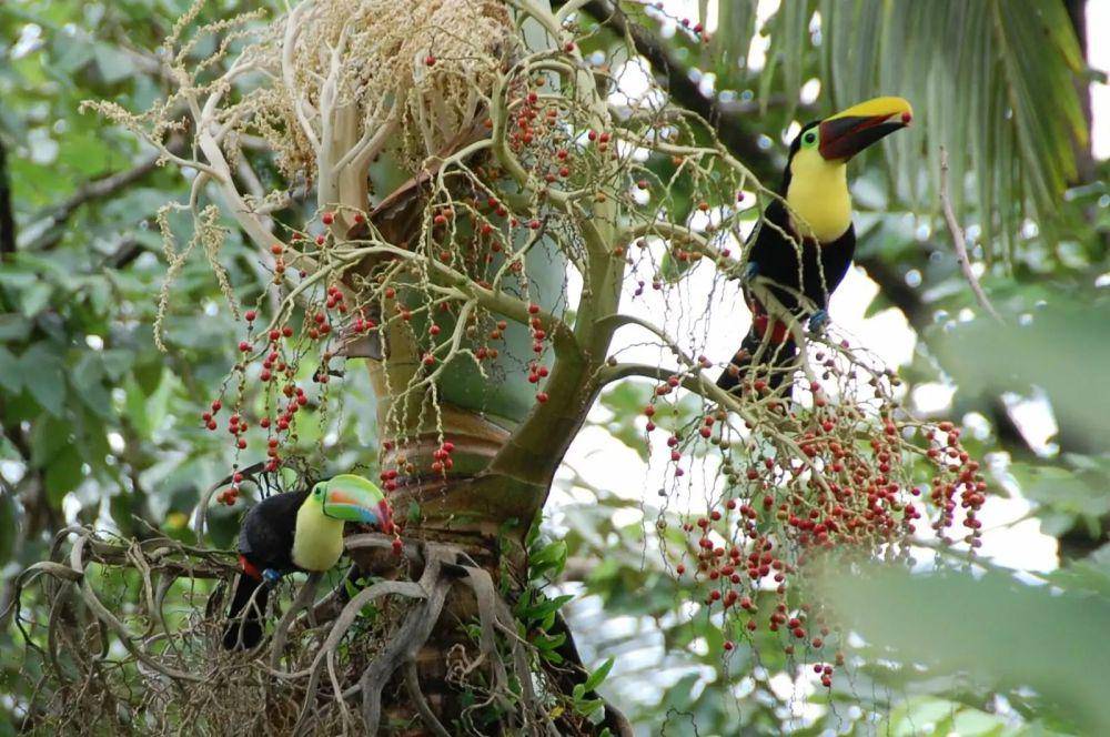 ilustrasi burung toucan (flickr.com/Noel Reynolds)