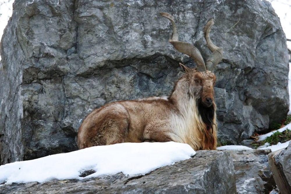 5 Fakta Mengesankan Markhor, Miliki Busa Ajaib yang Kaya Manfaat!