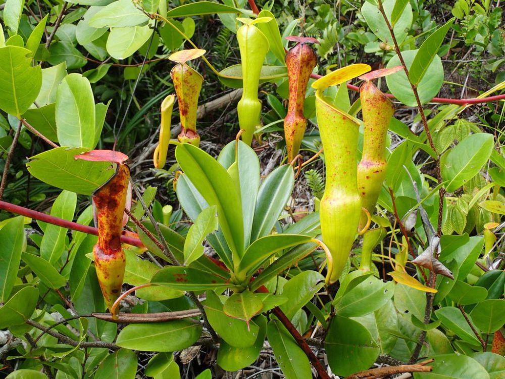 ilustrasi Nepenthes Pervillei (inaturalist.org/arkantor)