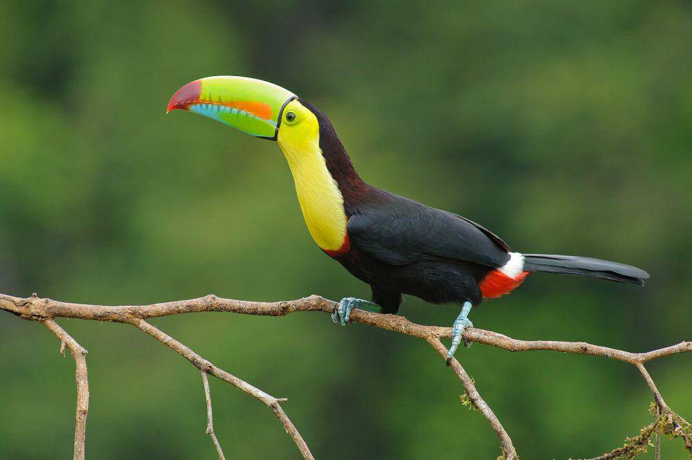 ilustrasi burung toucan (wikimedia.org/Ttschleuder)