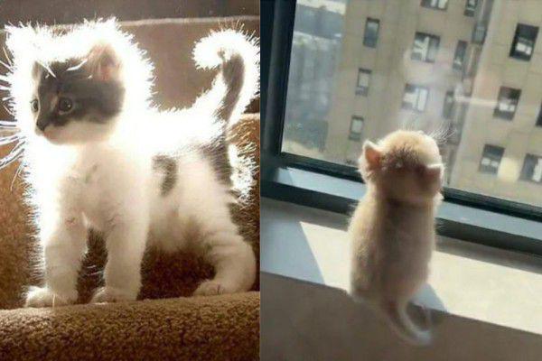 7 Foto Lucu Anak Kucing Berjemur, para Bocil Lagi Isi Energi!