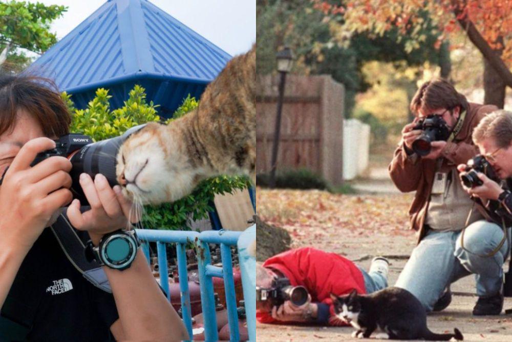 7 Momen Lucu Fotografer dan Kucing, Anabulnya Serasa Seleb Besar