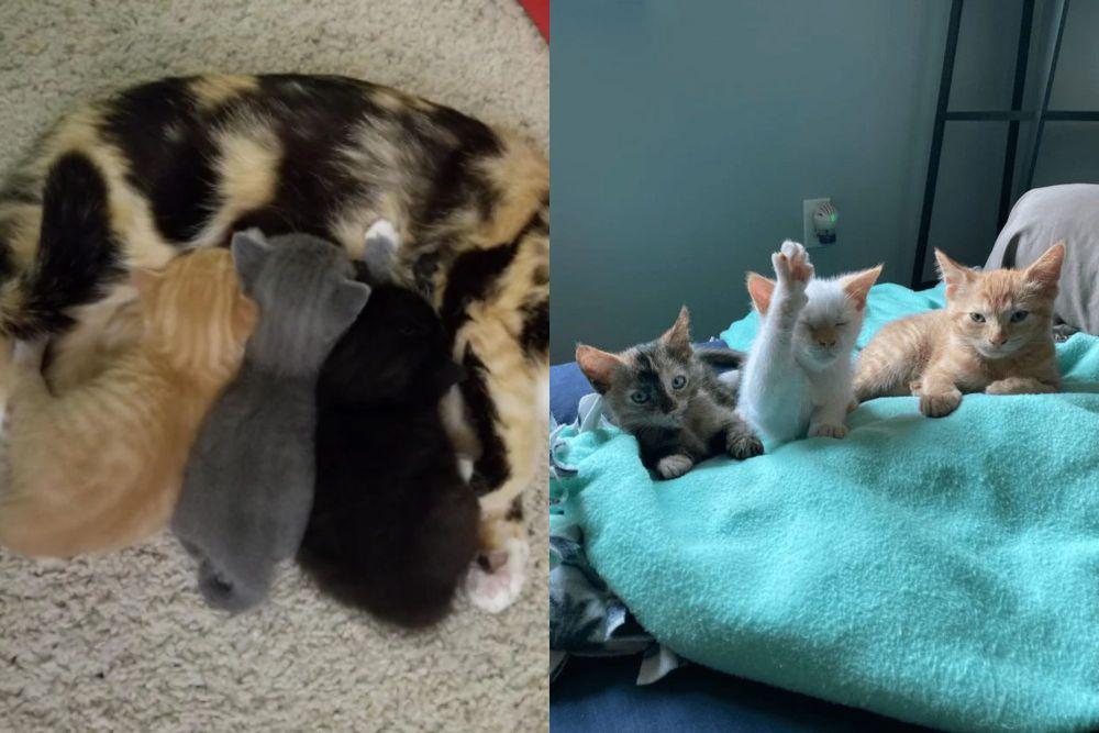7 Potret Lucu Tiga Anak Kucing Beda Warna, Saudaraan tapi Beda Banget